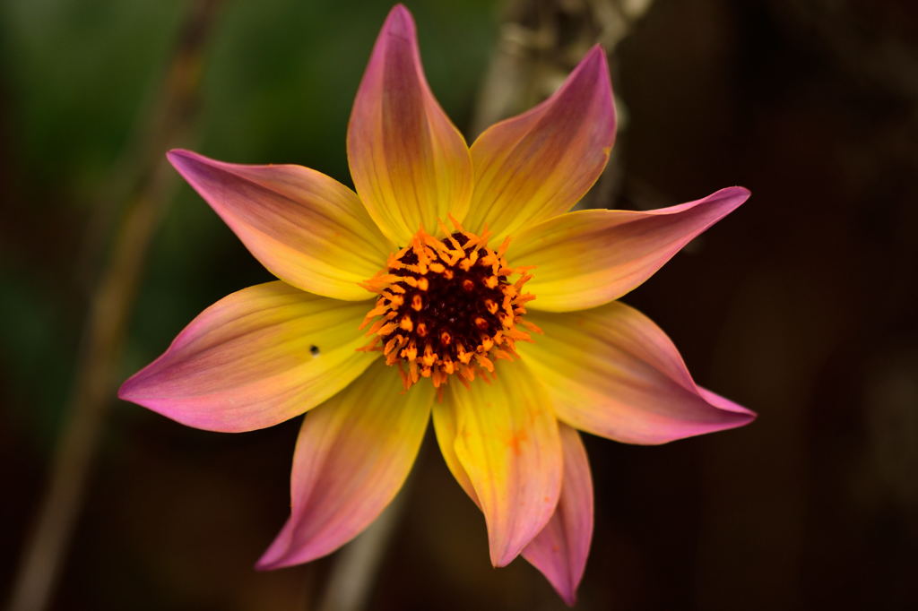 京王フローラルガーデンアンジェ5