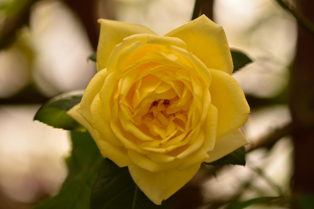 京王フローラルガーデンアンジェ3