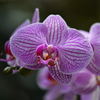 神代植物公園8