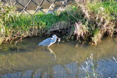 アオサギと子ネズミ