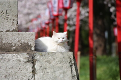 神社の守り猫