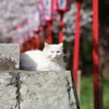 神社の守り猫