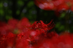 曼珠沙華