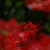 曼珠沙華