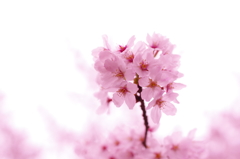 桜～その２～