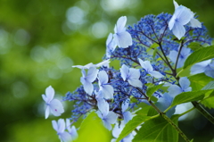 紫陽花～01～