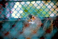 籠の鳥