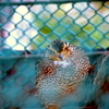 籠の鳥