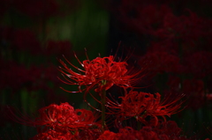 死の華