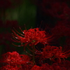 死の華
