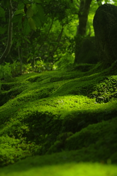 深緑の世界