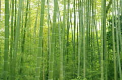 竹林