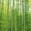 竹林