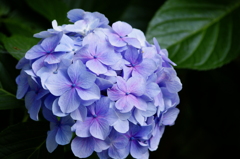 紫陽花～02～