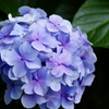 紫陽花～02～