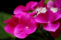 紫陽花～03～
