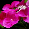 紫陽花～03～
