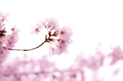 桜～その１～
