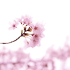 桜～その１～