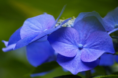 紫陽花～04～
