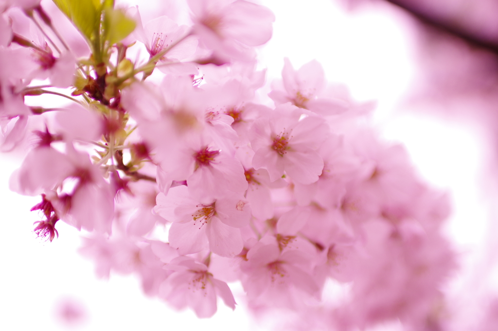 桜～その３～