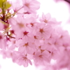 桜～その３～