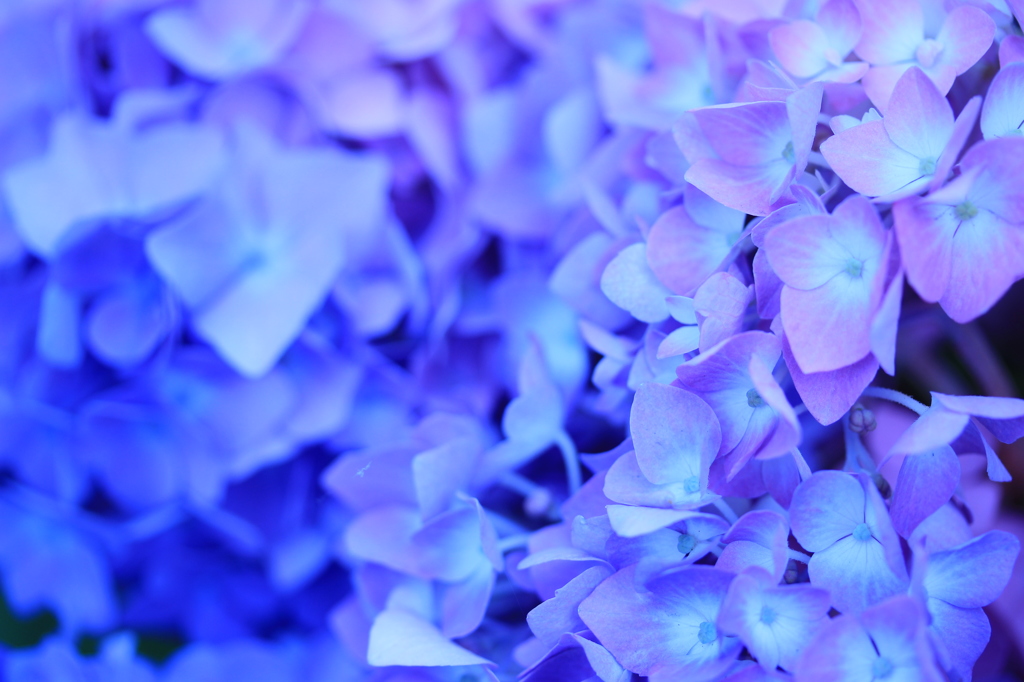 紫陽花