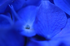 紫陽花の青
