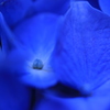 紫陽花の青