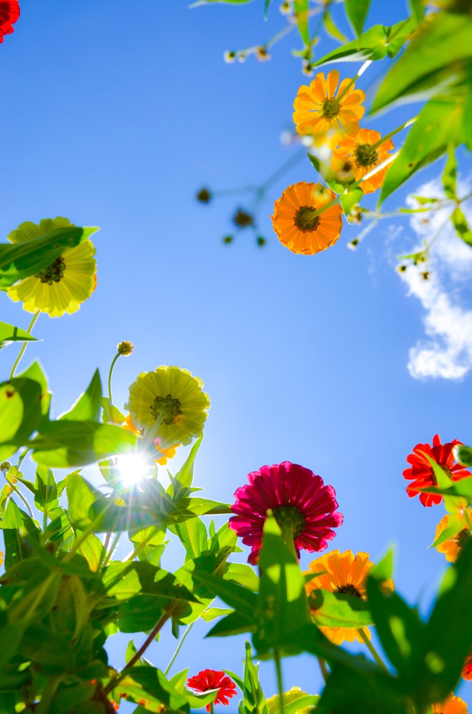 夏の花