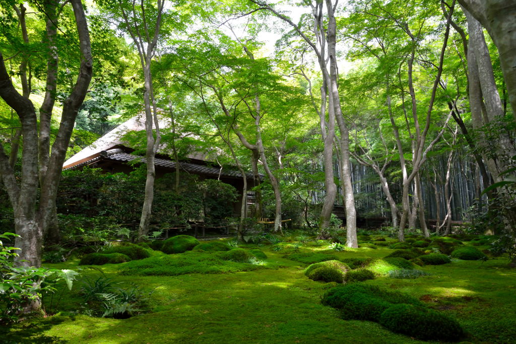 祇王寺_庭園