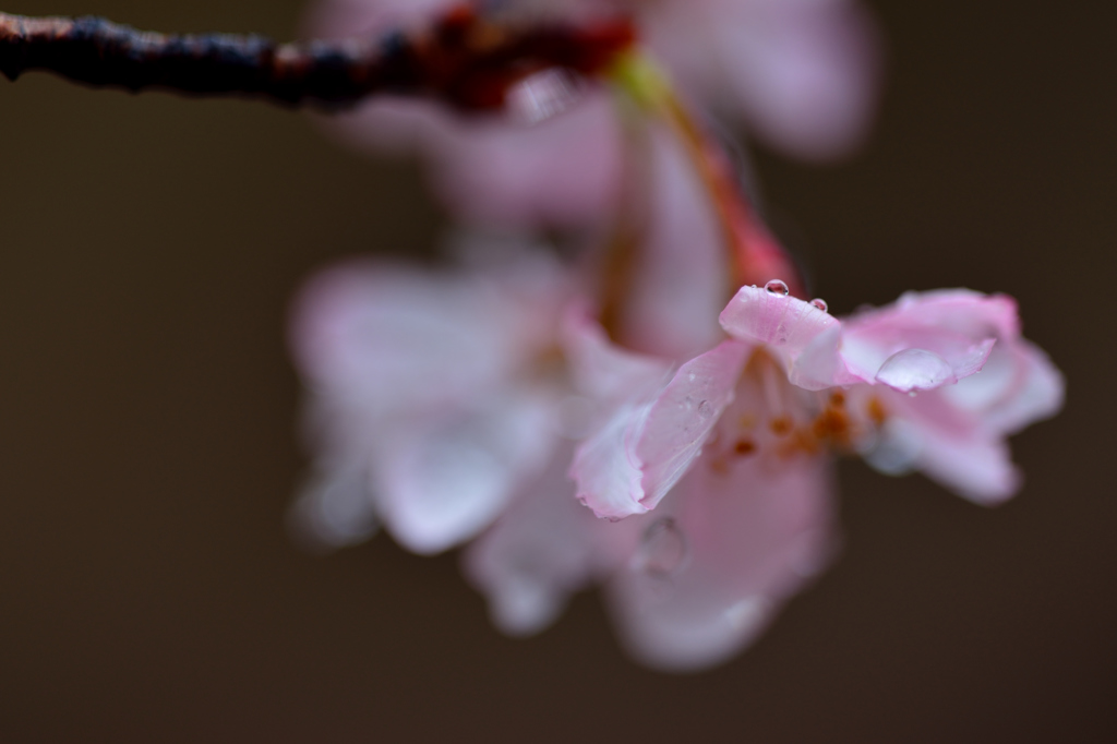 DSC_4812