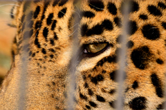 ジャガー02