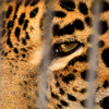 ジャガー02