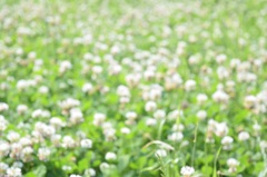 野花