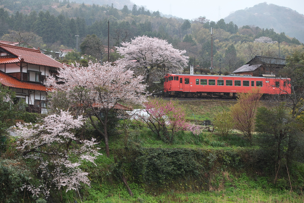 桜咲く駅