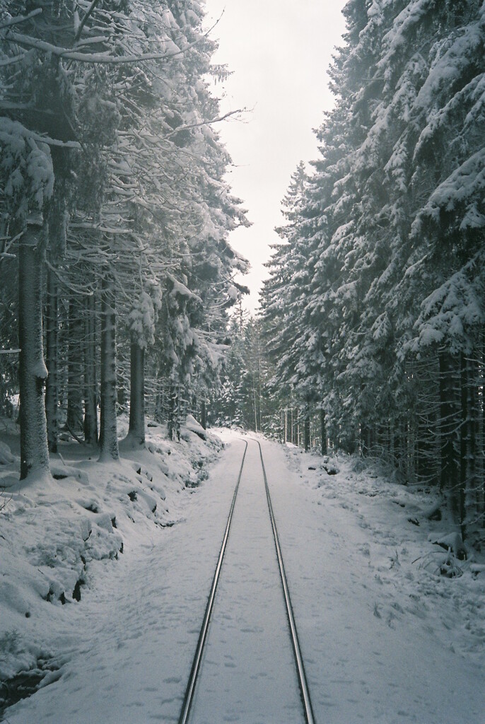 in the forest