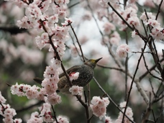 春の匂い