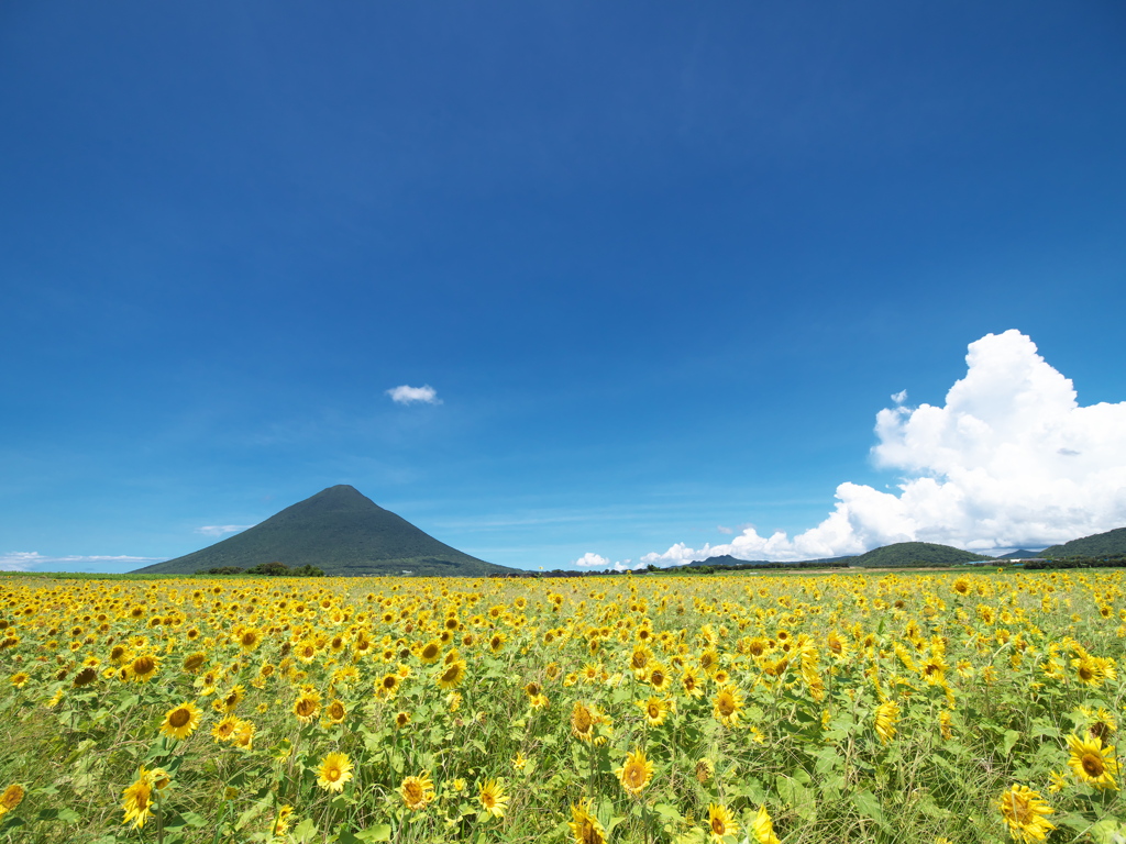 夏、開門。