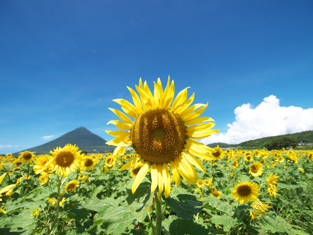 夏、開門。