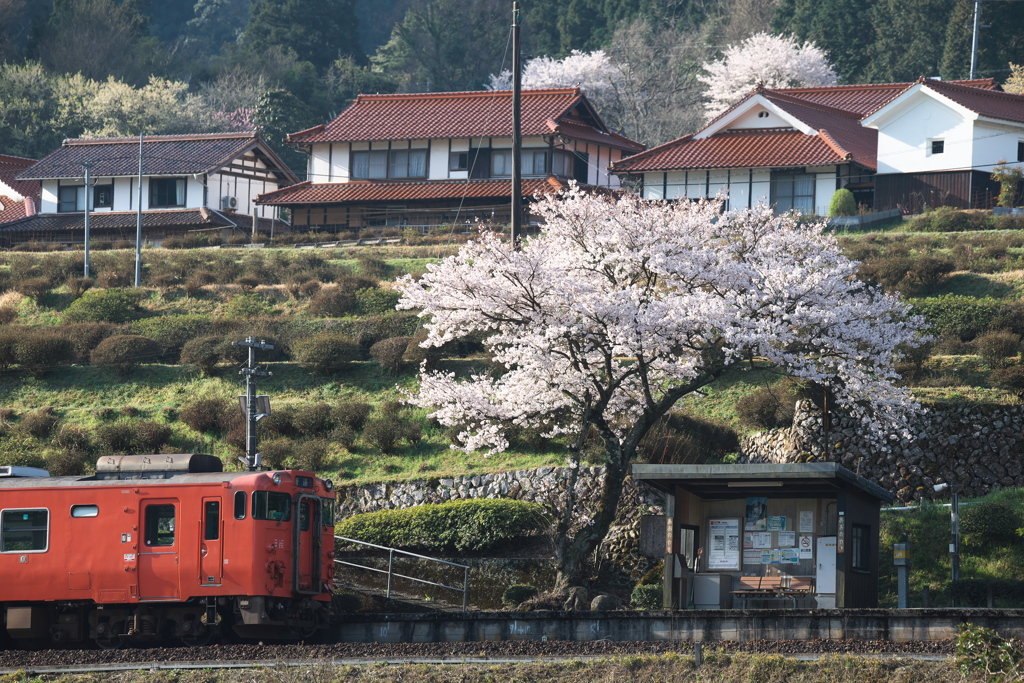 一本桜がある駅