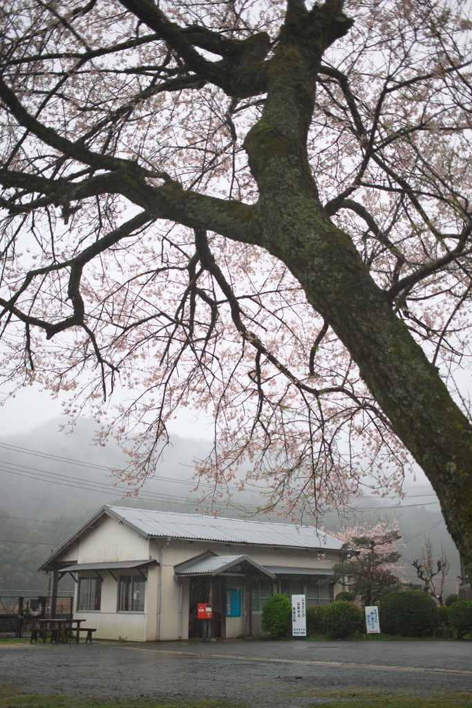 駅前桜