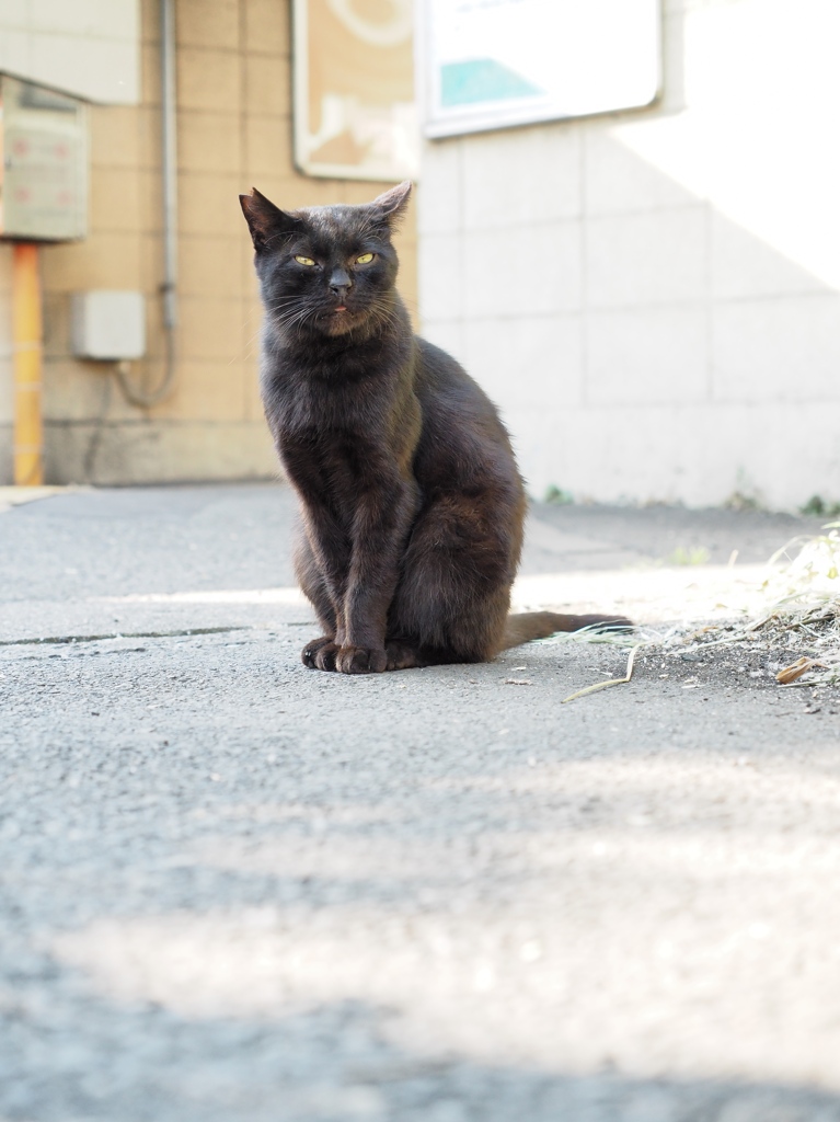 駅ネコ