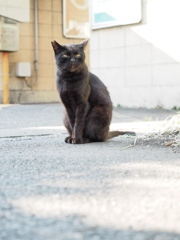 駅ネコ