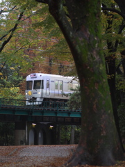 雨・井の頭公園