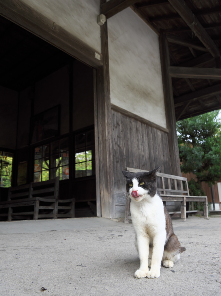 ねこ駅長