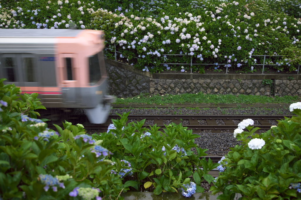 紫陽花ライン