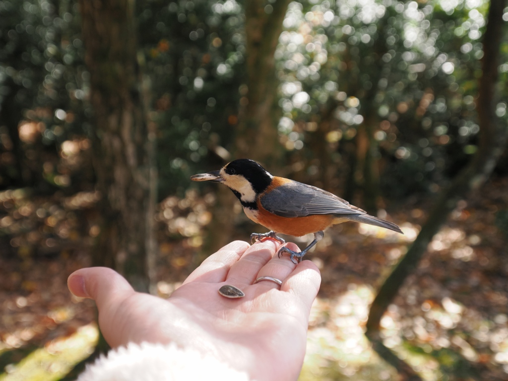 掌上の鳥