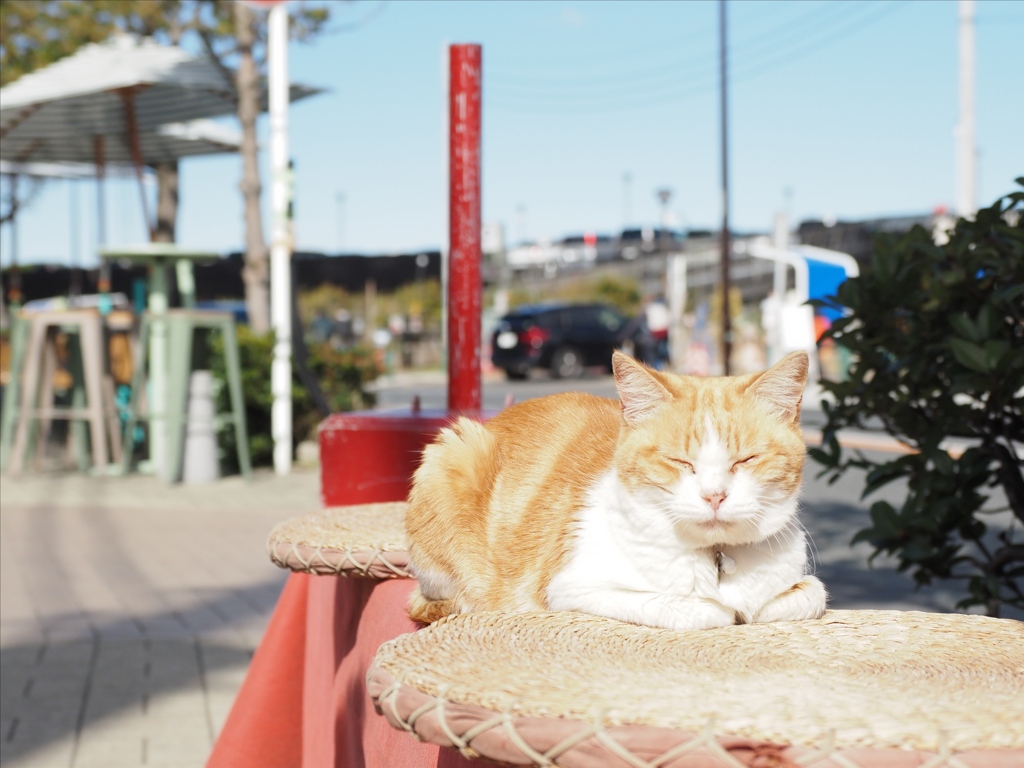 看板猫