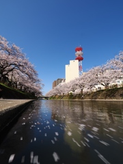 松川の桜